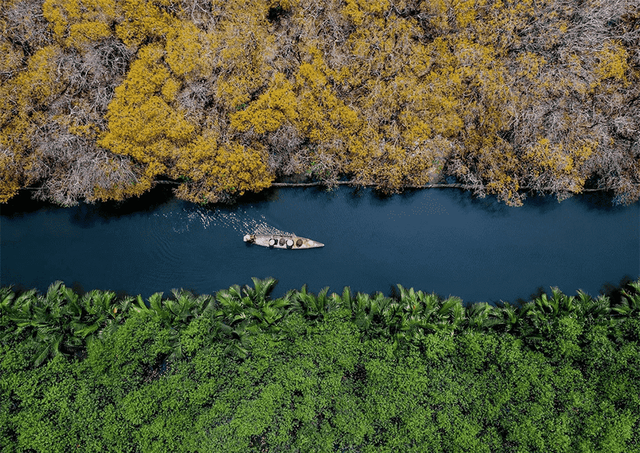 Astonishing Autumn Colors of the Ru Cha Mangrove Forest in Hue